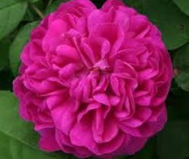 Trandafir pentru dulceata Rose de Rescht Rna